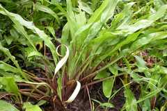 Cryptocoryne cognatoides